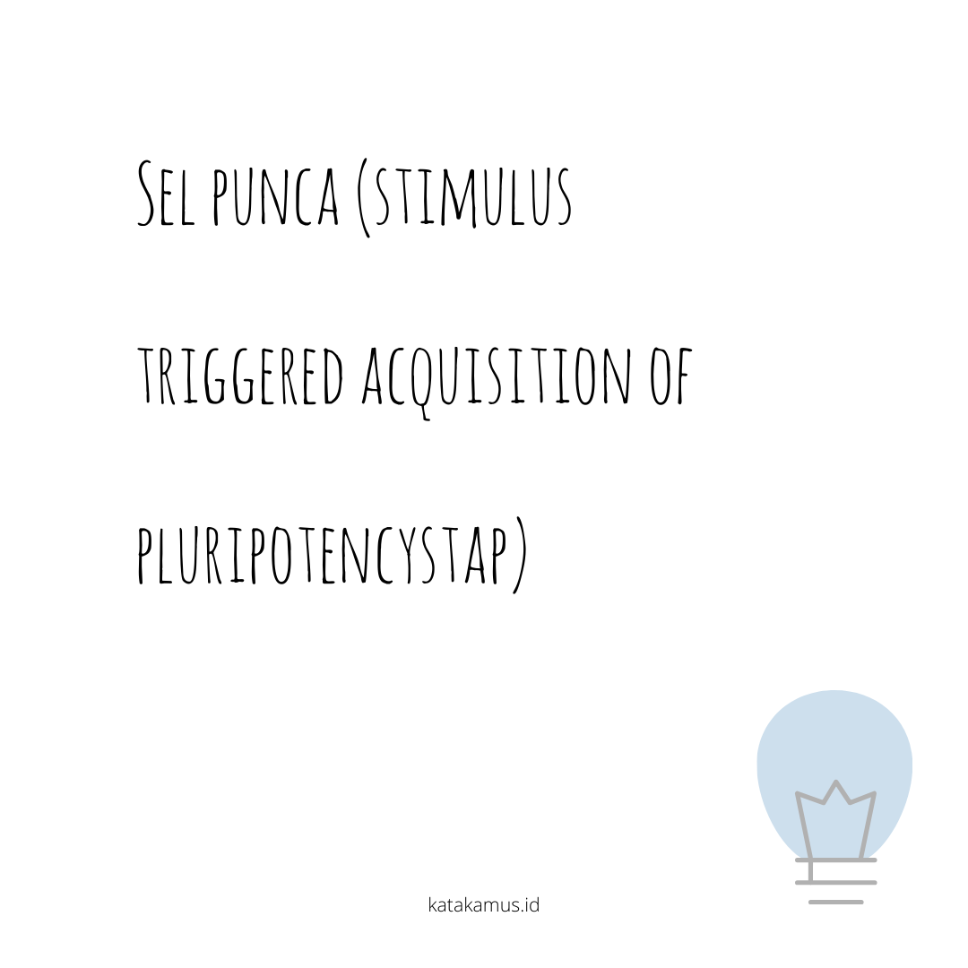 gambar Sel Punca (Stimulus-Triggered Acquisition of Pluripotency/STAP)